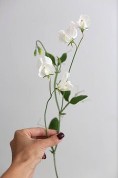 a hand holding a white flower with green leaves