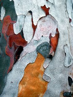 the bark of a tree has been painted with different colors