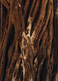 the trunk of an old tree with very thick branches