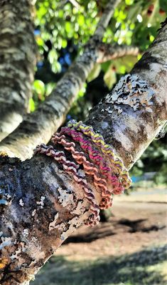 the bracelets are hanging on the tree branch in the park, and it looks like they have been made out of fabric