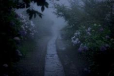 a path in the middle of a forest with flowers on both sides and foggy skies above