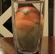 a bird in a glass on a table