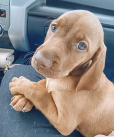 a brown puppy sitting in the passenger seat of a car with his paw on the steering wheel