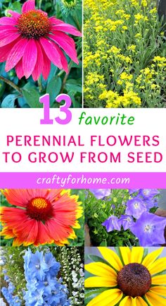 Coneflower, gaillardia, black eyed Susan, bellflowers, delphiniums, yellow alyssum are some of easy to grow perennial from seed. Best Flowers To Grow From Seed, Self Seeding Perennials, Jacobs Ladder Plant, Starting Flowers From Seeds, Gardening 2023, Flowers From Seed, Seed Growing, Easy Perennials, Cheerful Daisies