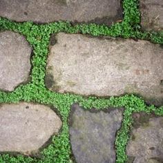 green grass growing between two stones on the ground