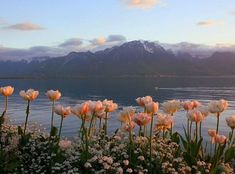 pink and white flowers in front of water with mountains in the background at sunset or dawn