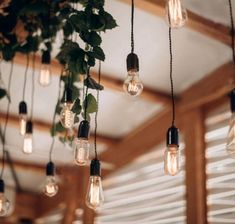 many light bulbs hanging from the ceiling with plants growing on them and windows in the background