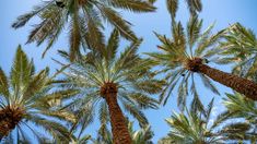 several palm trees reaching up into the blue sky