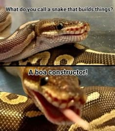 a snake with its tongue out and the caption what do you call a snake that build things?