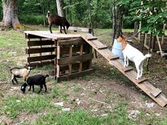 goats and goats are standing on wooden steps in the grass near trees, with one goat looking at another