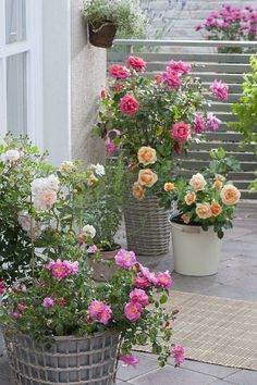 several different types of flowers in buckets on the ground