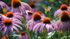 purple and orange flowers with green leaves in the background