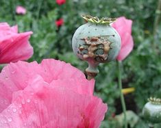 some pink flowers with water droplets on them and one has a green vase in the middle