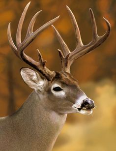 a close up of a deer with antlers on it's head and an orange background