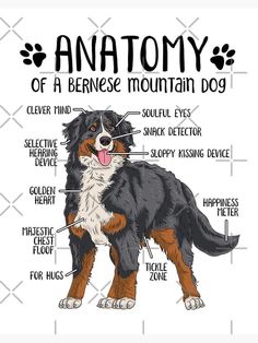 the anatomy of a bernese mountain dog