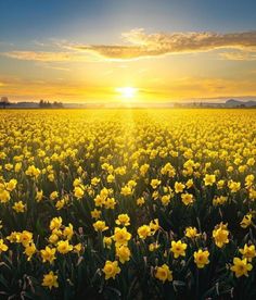 a field full of yellow flowers with the sun setting in the background