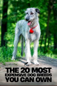 The 20 Most Expensive Dog Breeds You Can Own