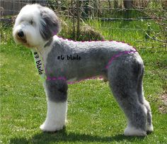 a gray and white dog standing in the grass