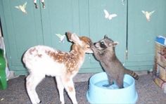 Baby Deer, Butterflies, Deer, Bowl, Green, Blue