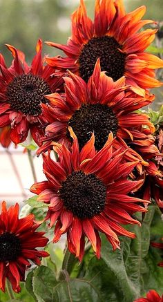 the sunflowers are blooming very nicely in the garden, and it's hard to tell what color they are