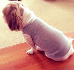 a small dog wearing a sweater sitting on the floor