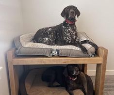 two dogs are laying on their beds in the dog bed room, one is black and the other is brown