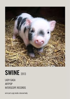 a small pig sitting on top of dry grass in front of a white sign that says swine 2013 lady gag artpop interscope records