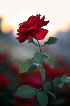 a single red rose with green leaves in the foreground and a blurry background