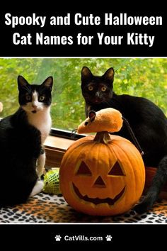 two black and white cats sitting next to each other with pumpkins on the windowsill