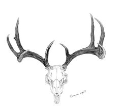 a drawing of a deer skull with antlers on it's head and horns