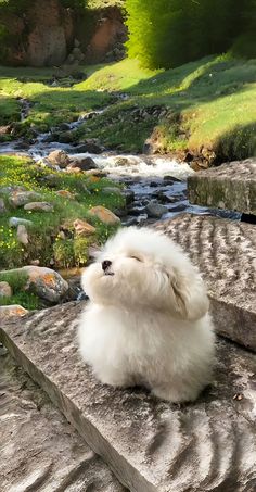 a small white dog sitting on top of a rock next to a river and green grass