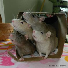 three ratty mice in a cardboard box on a table with pink and yellow designs