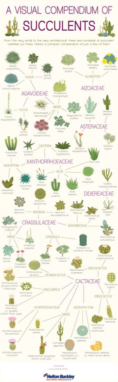 the visual compenium of succulents infographical poster from american science