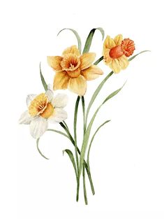 three yellow and white daffodils with green stems on a white background, watercolor painting