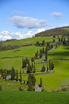 a lush green hillside covered in lots of trees