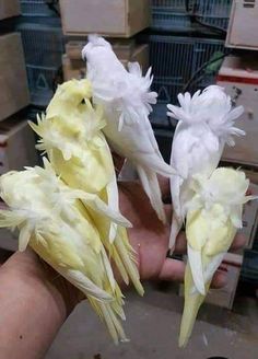 three birds are sitting on the palm of a person's hand in front of boxes