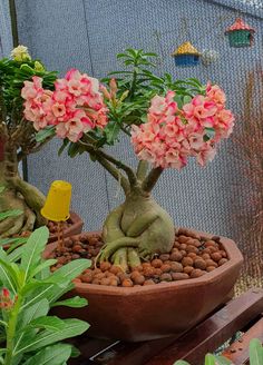 a bonsai tree with pink flowers in a pot