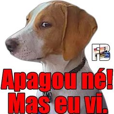 a brown and white dog wearing a collar with the words apagou ne mas euvi on it