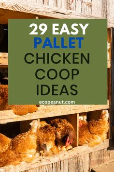 chicken coop with the words 29 easy pallet chicken coop ideas