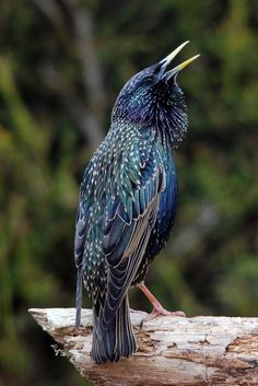 a bird with its mouth open sitting on top of a tree branch in front of some trees