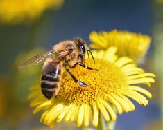 a bee on a yellow flower with the words inyosi written below it,