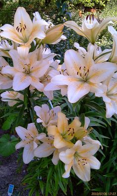 white lilies are blooming in the garden