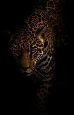 a close up of a leopard in the dark