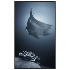 a manta ray swims over coral reef in the ocean canvas wall art print