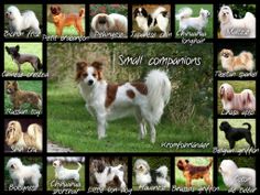 a collage of different breeds of dogs in their natural habitat, including sheepdogs and spaniels