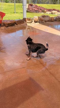 a black dog standing on top of a wet cement floor next to a red chair