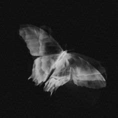 a black and white photo of a butterfly