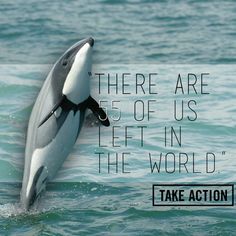 an orca jumping out of the water with a quote above it that reads, there are 55 of us left in the world take action