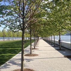 a row of trees along the side of a road next to a body of water