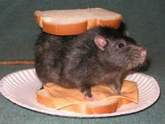 a hamster sitting on top of a piece of bread